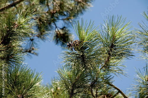 Pinus nigra pallasiana - Krim-Kiefer, Taurische Kiefer photo
