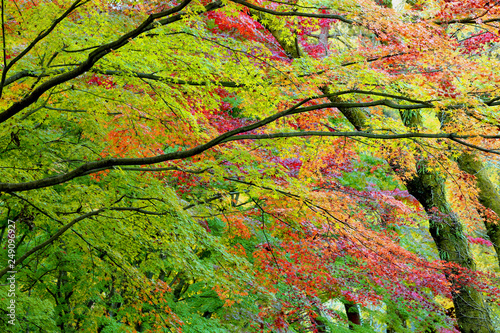 紅葉、秋風景、季節感 、秋、もみじ、秋の林