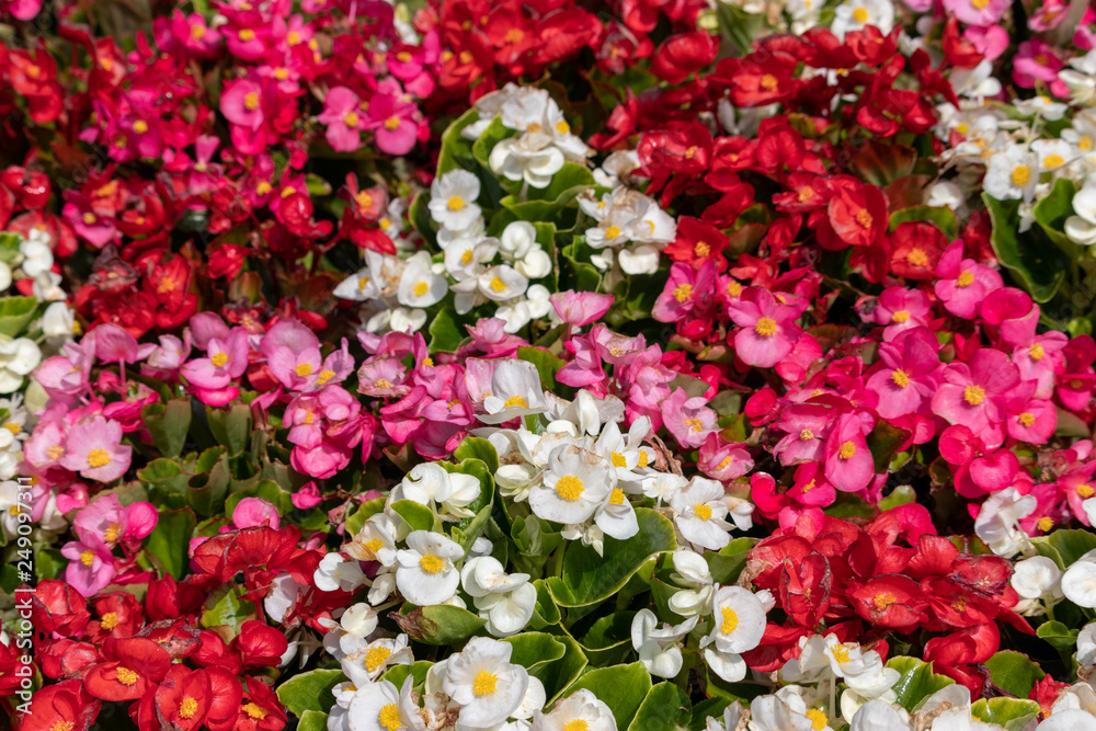 Fototapeta premium Begonia's flower bed, Funabashi City, Chiba prefecture park, Japan