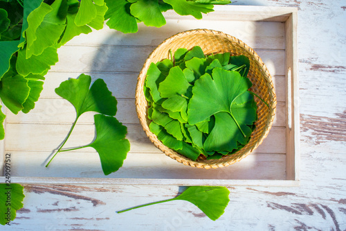 Leaves of the ginkgo biloba or ginko tree. View from above. Selected leaves on a table and on a dish prepared for further use.