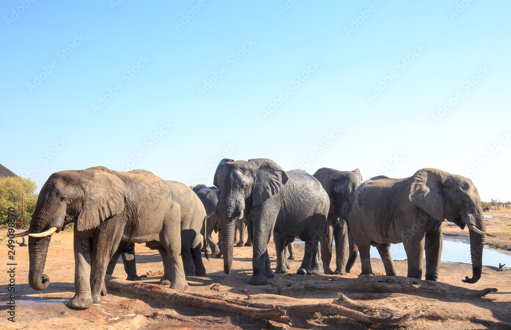 Fototapeta premium Herd of african elephants visiting the camp to relax and take a drink in the mid-day sun, with a pale blue clear sky, Nehimba, Hwange National Park, Zimbabwe