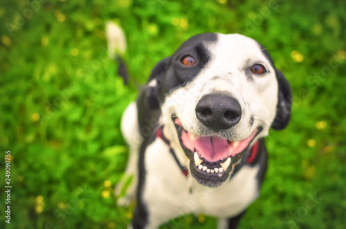 A Happy Dog
