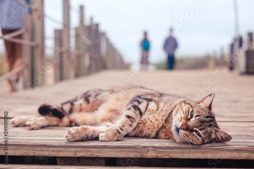 Lazy Cat