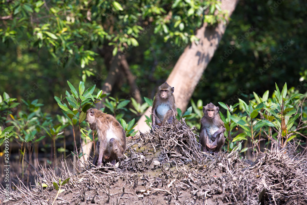 Monkey at mangrove forest