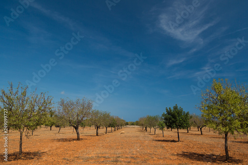 Mallorca landscape at summer