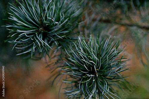 Pinus parviflora - Japanische Mädchenkiefer