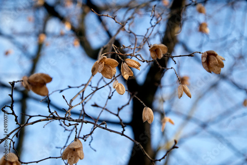 Ostrya virginiana - Virginische Hopfenbuche photo