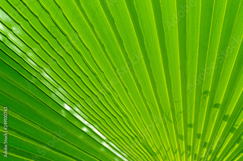 Lines  Pattern  Texture of Palm Leaf