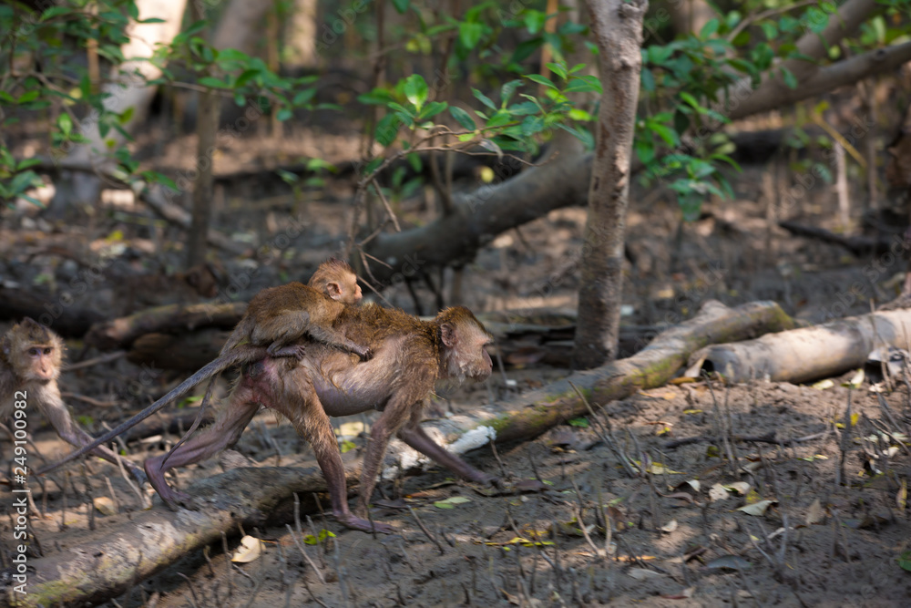 Obraz premium Monkey at mangrove forest