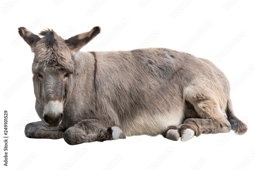 Fototapeta premium Donkey lies isolated on a white