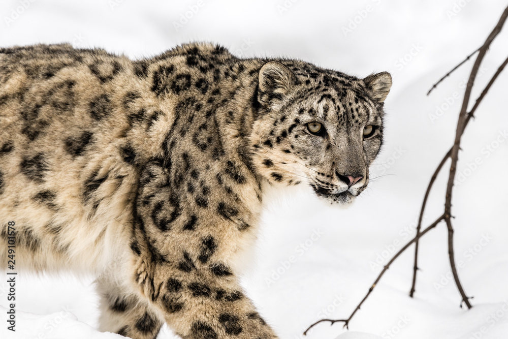Naklejka premium Léopard des neiges dans la neige