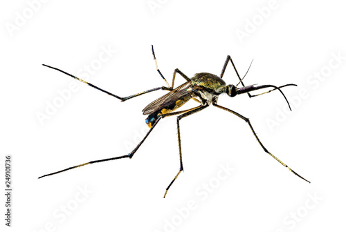 Mosquito on white background © cjansuebsri