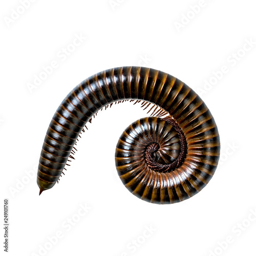 Millipede on white background