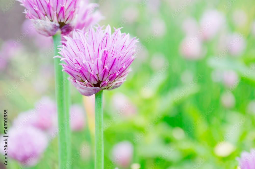 decorative onion, purple flower close up decorative onion, purple flower close up