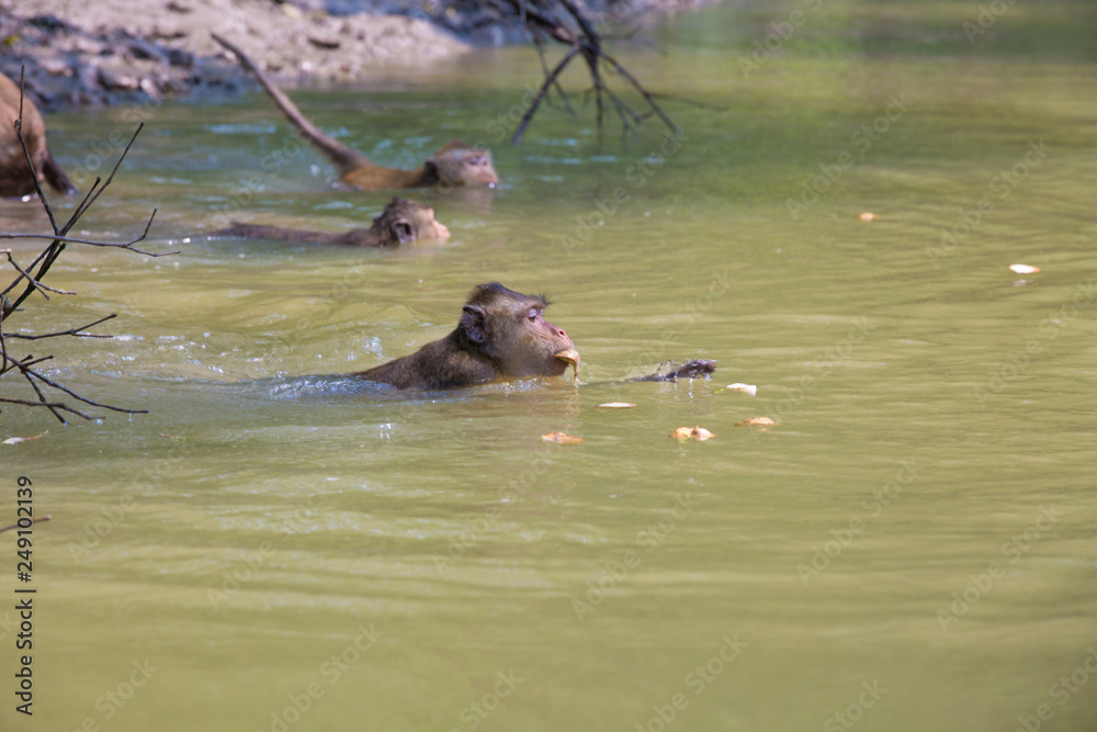 Fototapeta premium Monkey at mangrove forest
