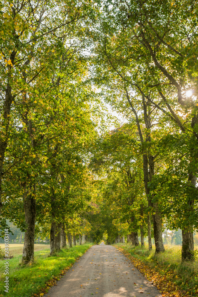 Beautiful green summer alley with trees and sun. Spring background, backdrop