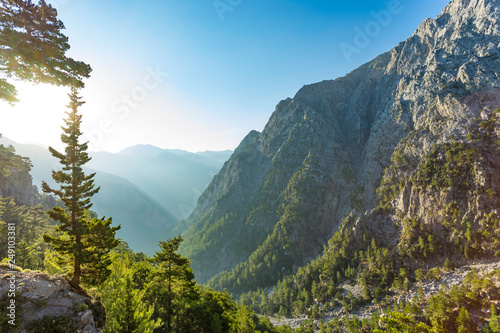 Fototapeta Samaria gorge forest in mountains pine fir trees green landscape background