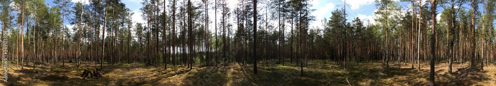 Panorama of trees in the forest