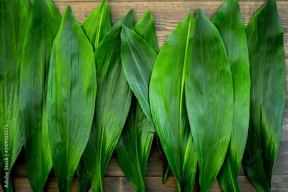 Obraz premium Fresh tropical green leaves on dark background
