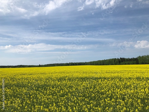 yellow field of oilseed rape