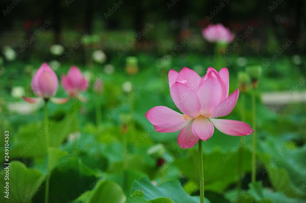 lotus in the pond lotus in the pond