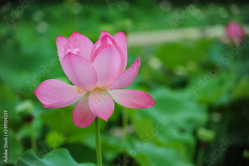 lotus in the pond