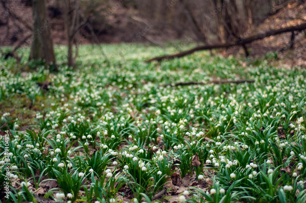 Obraz premium White fresh snowdrops bloom in the forest in spring. Tender spring flowers snowdrops harbingers of warming symbolize the arrival of spring. Scenic view of the spring forest with blooming flowers.