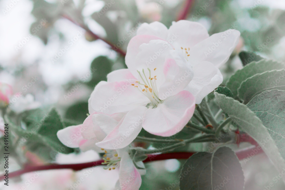 Obraz premium apple flowers on a branch in the spring blooming garden