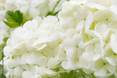 cream hydrangea closeup