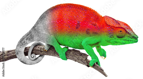 Caméléon de Madagascar aux couleurs du drapeau malgache 