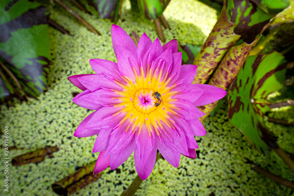 bee pollinating and lotus flower as background bee pollinating and lotus flower as background