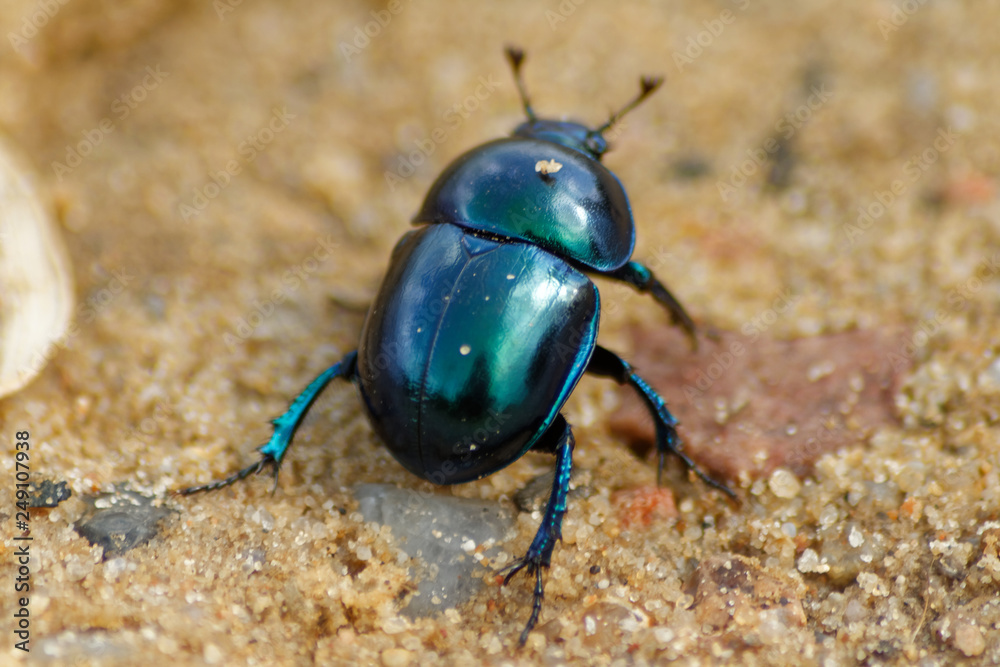 Żuk wiosenny (trypocopris vernalis) na plaży Żuk wiosenny (trypocopris vernalis) na plaży