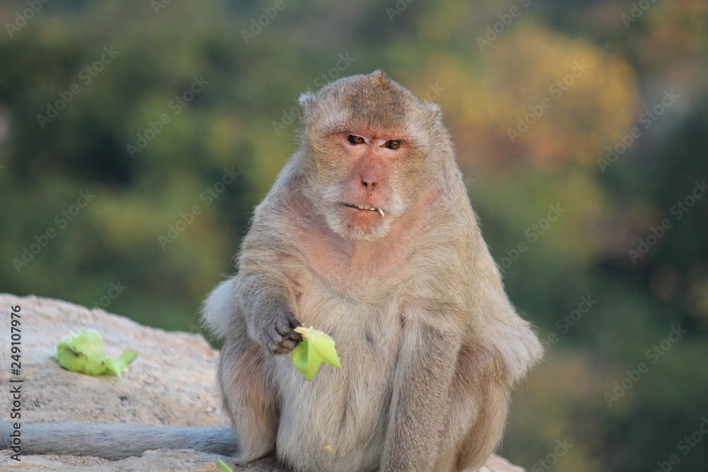 Fototapeta premium A monkey