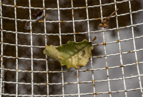 Faded green leaf isolated on a rusted white grid image with copy space