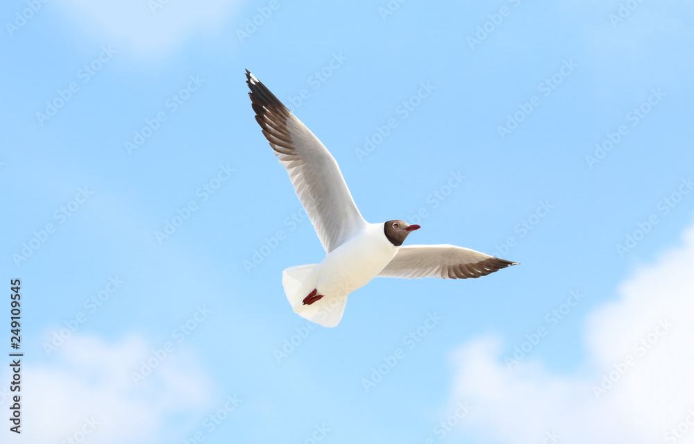 Obraz premium Seagull flying in the beautiful sky.