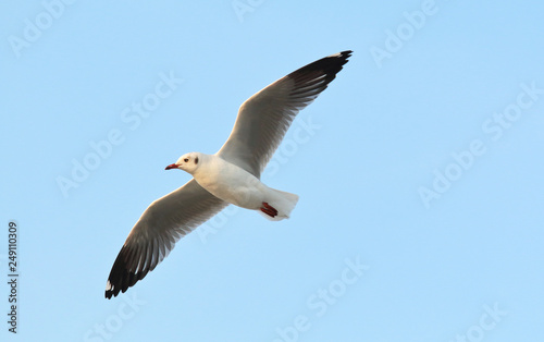 Seagull flying in the beautiful sky.