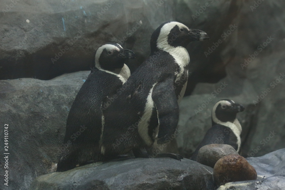Obraz premium penguins on a rock