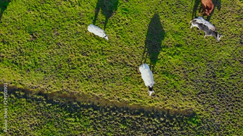 Top view of Dutch landscape with grazing cows. photo