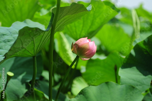 pink lotus flower