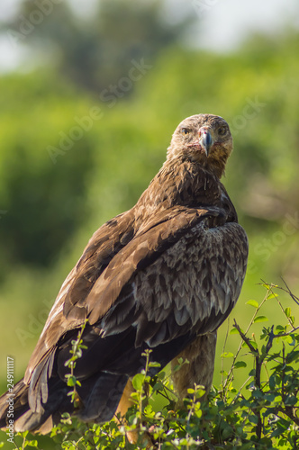 Raven eagle on a tree in samburu park