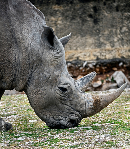 Head of african rhinoceros. Latin name - Diceros bicornis