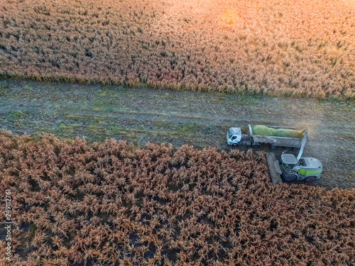 Sorghum harvest, in La Pampa, Argentina © foto4440