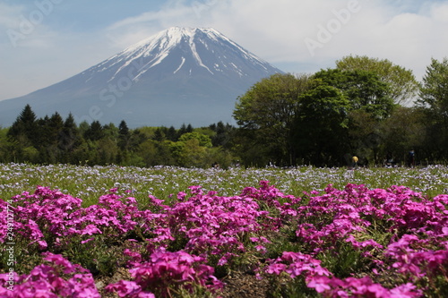 芝桜と富士山
