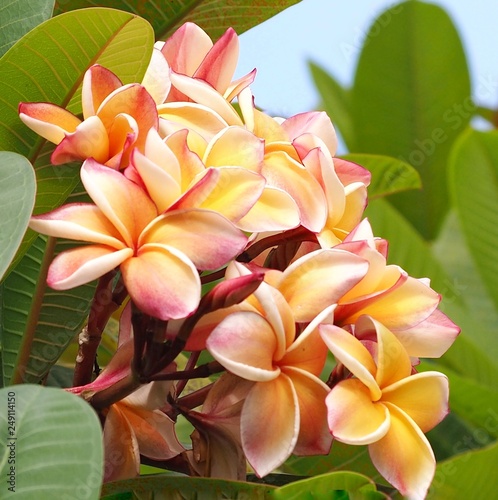 Plumeria flowers on tree