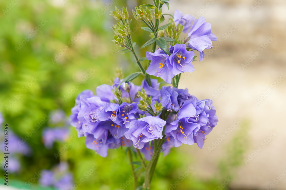 Polemonium caeruleum bambino blue blue flowers close up Polemonium caeruleum bambino blue blue flowers close up