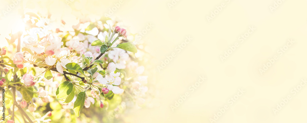 Selective soft focus on apple tree branch with a lot of pink buds and blossoms. Romantic dream like tender spring background banner. Selective soft focus on apple tree branch with a lot of pink buds and blossoms. Romantic dream like tender spring background banner.