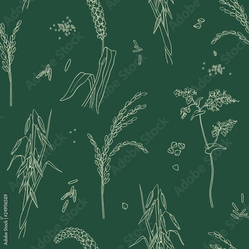 Herbal seamless pattern. Hand drawn vector background. Sketches of cereal grains: rice, millet, oat and buckwheat