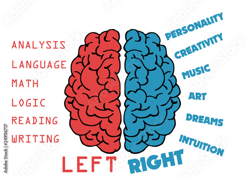 function of human's brain different lobes. Right lobe vs left lobe photo