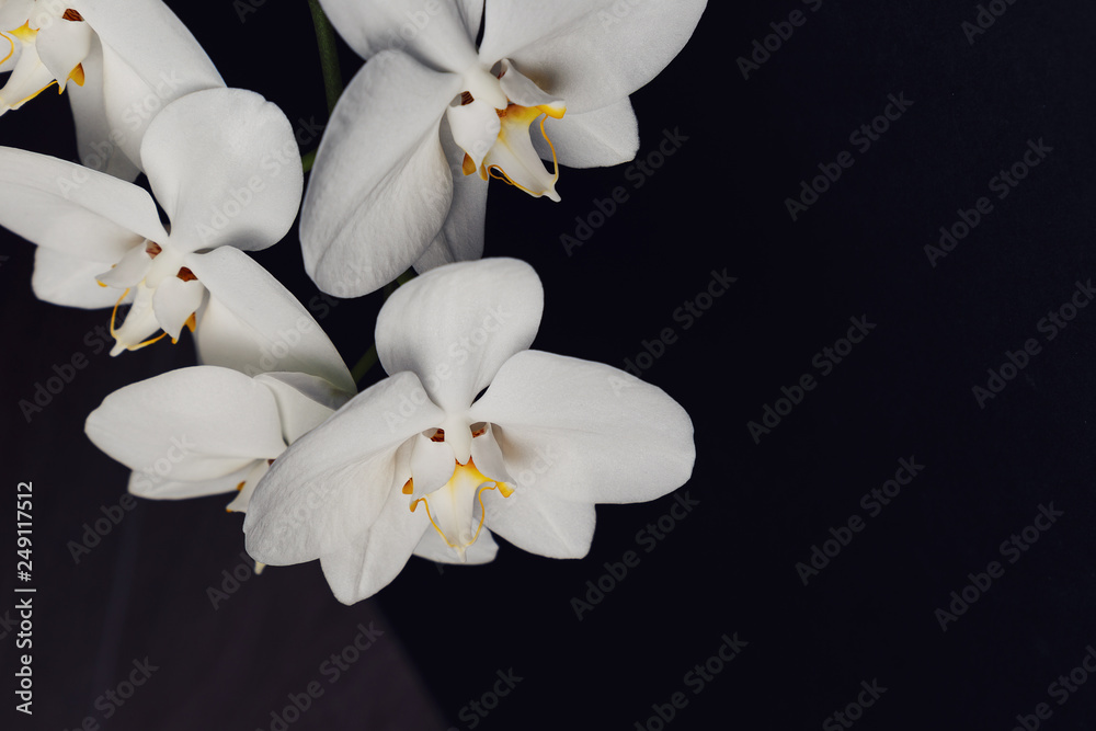 Fototapeta premium White orchid flower on a black background, space for a text, flat lay. View from above