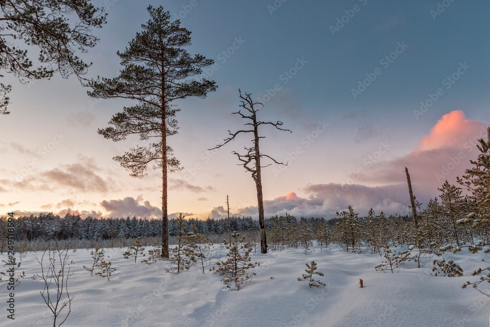 Frosty morning in raised bog. Landscape with the frozen plants. Latvia.